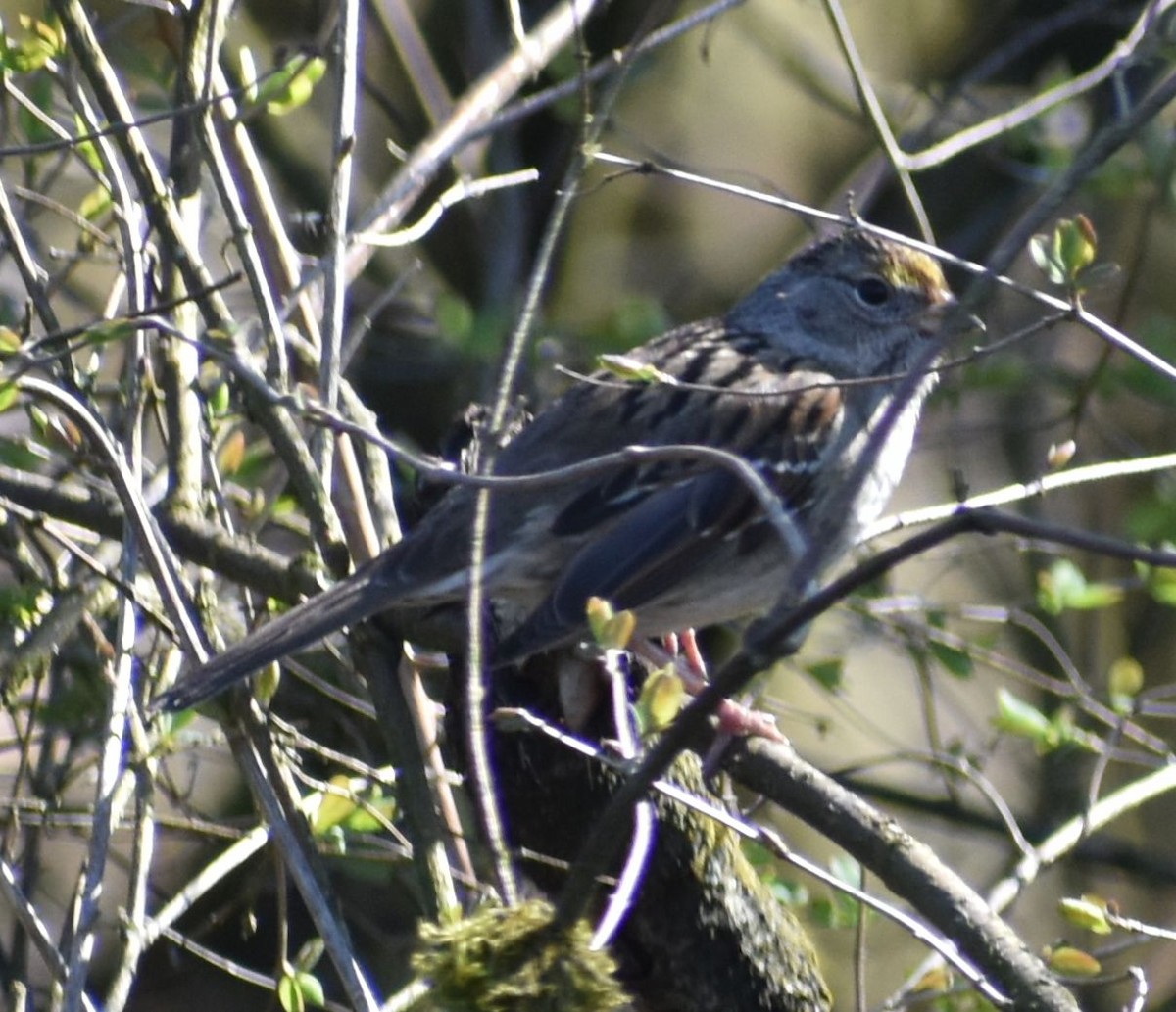 Golden-crowned Sparrow - ML620482171