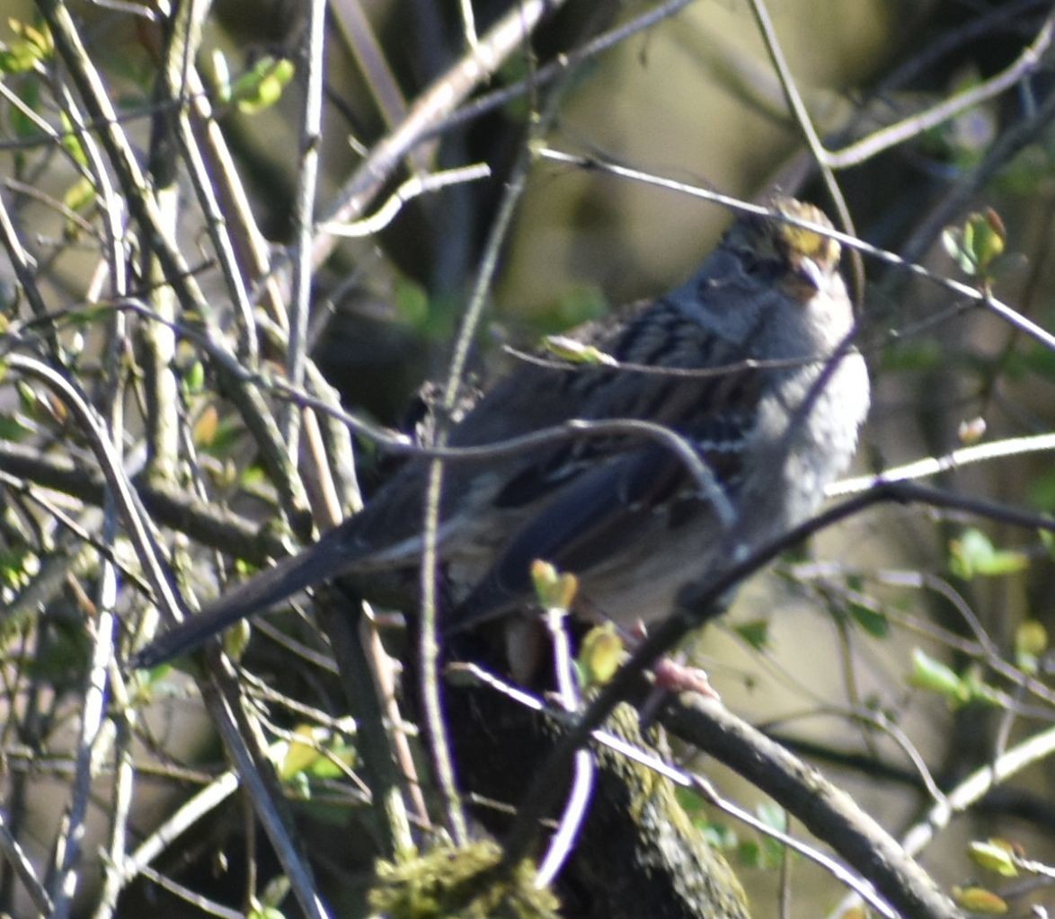 Golden-crowned Sparrow - ML620482172