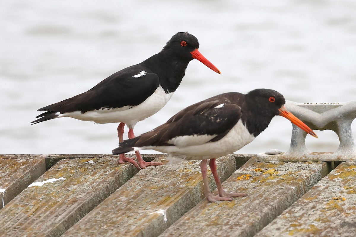 Eurasian Oystercatcher - ML620482173