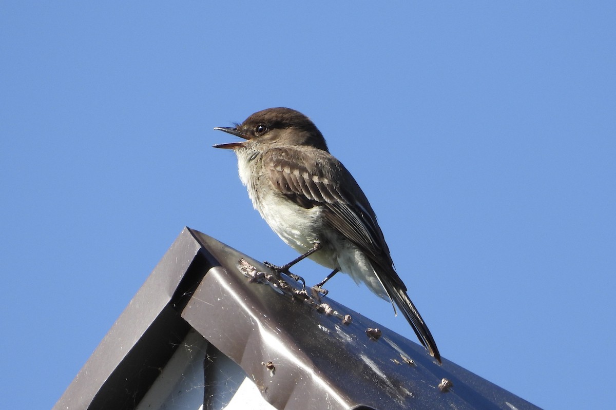 Eastern Phoebe - ML620482174