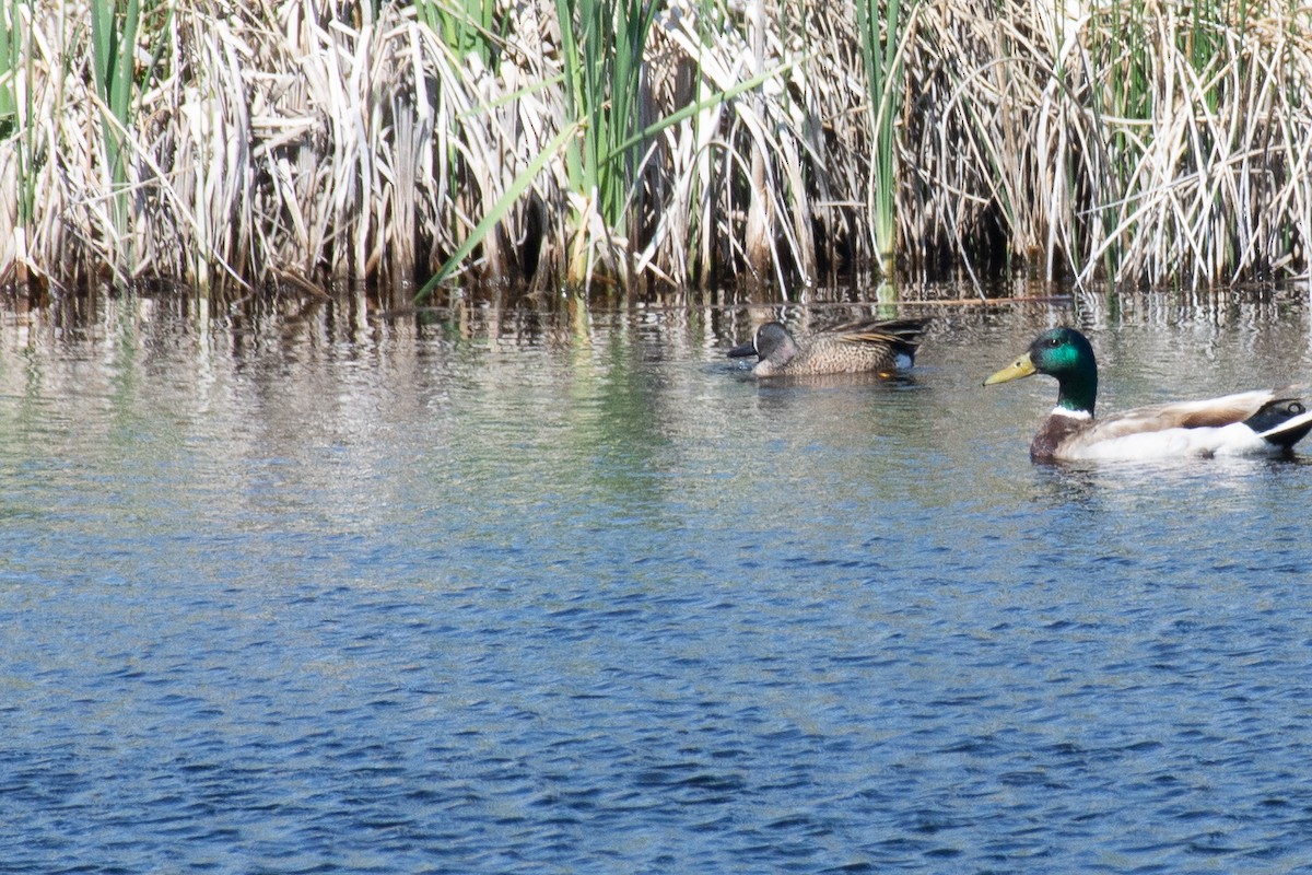 Blue-winged Teal - ML620482175