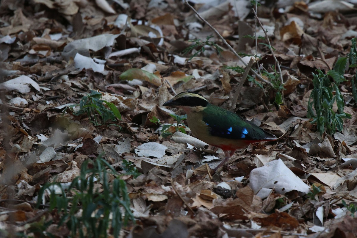 African Pitta - ML620482199