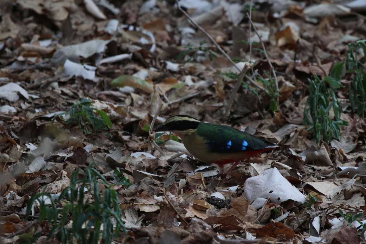 アフリカヤイロチョウ - ML620482200