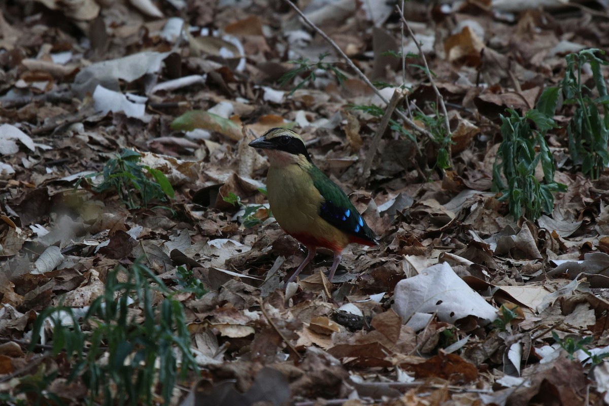 African Pitta - ML620482202