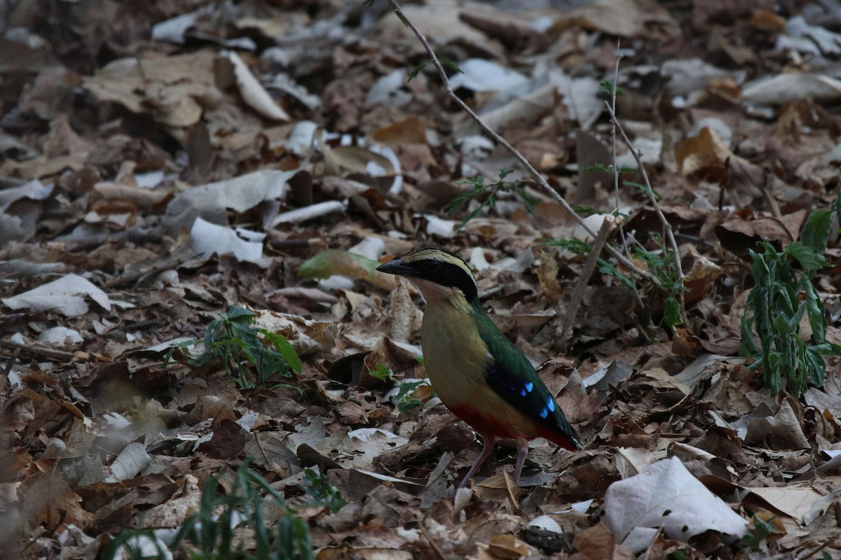 African Pitta - ML620482204