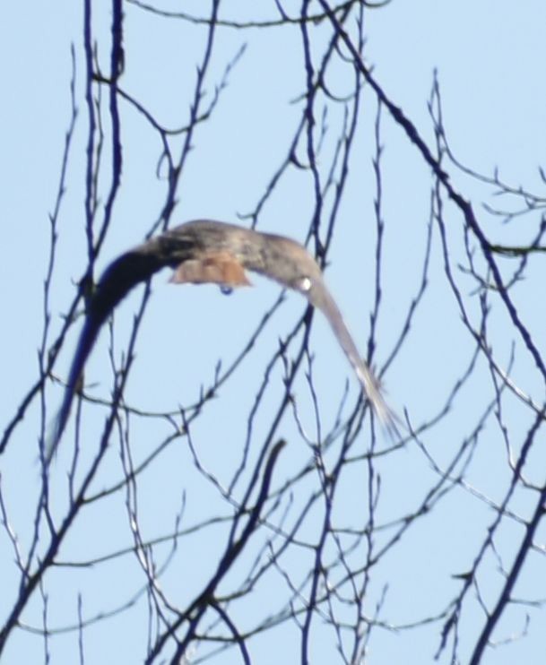 Red-tailed Hawk - ML620482215