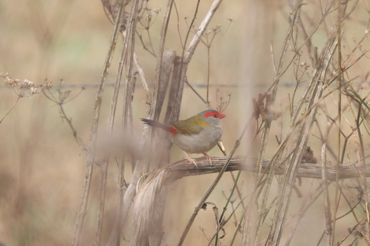 Red-browed Firetail - ML620482216