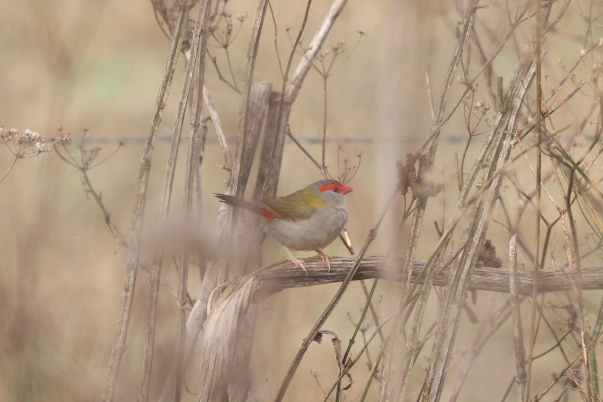 Red-browed Firetail - ML620482217