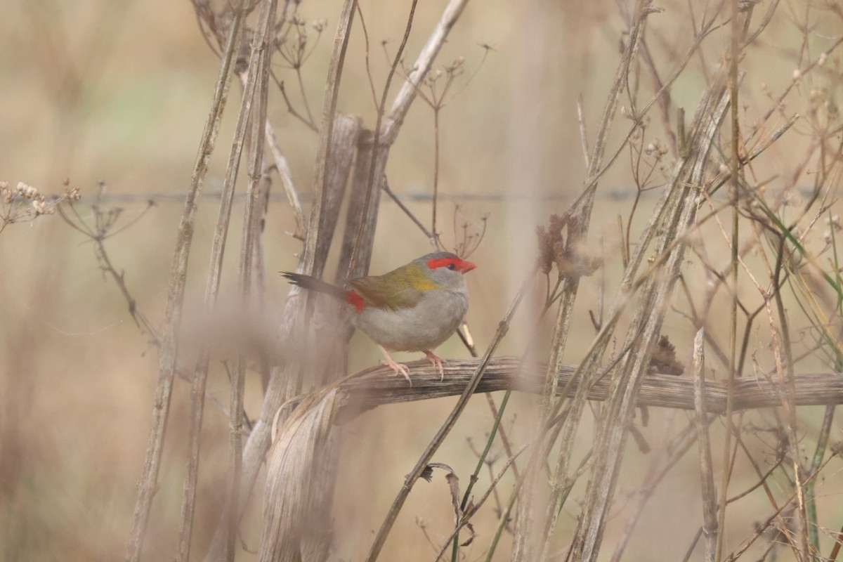 Red-browed Firetail - ML620482218