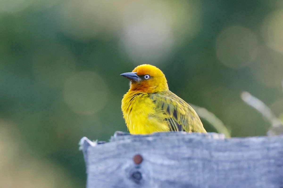 Cape Weaver - ML620482221