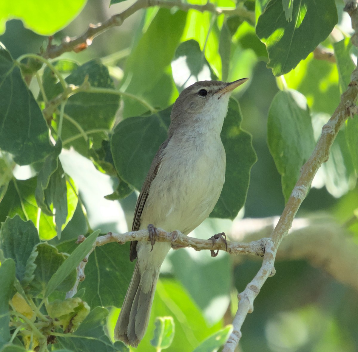 Sykes's Warbler - ML620482233