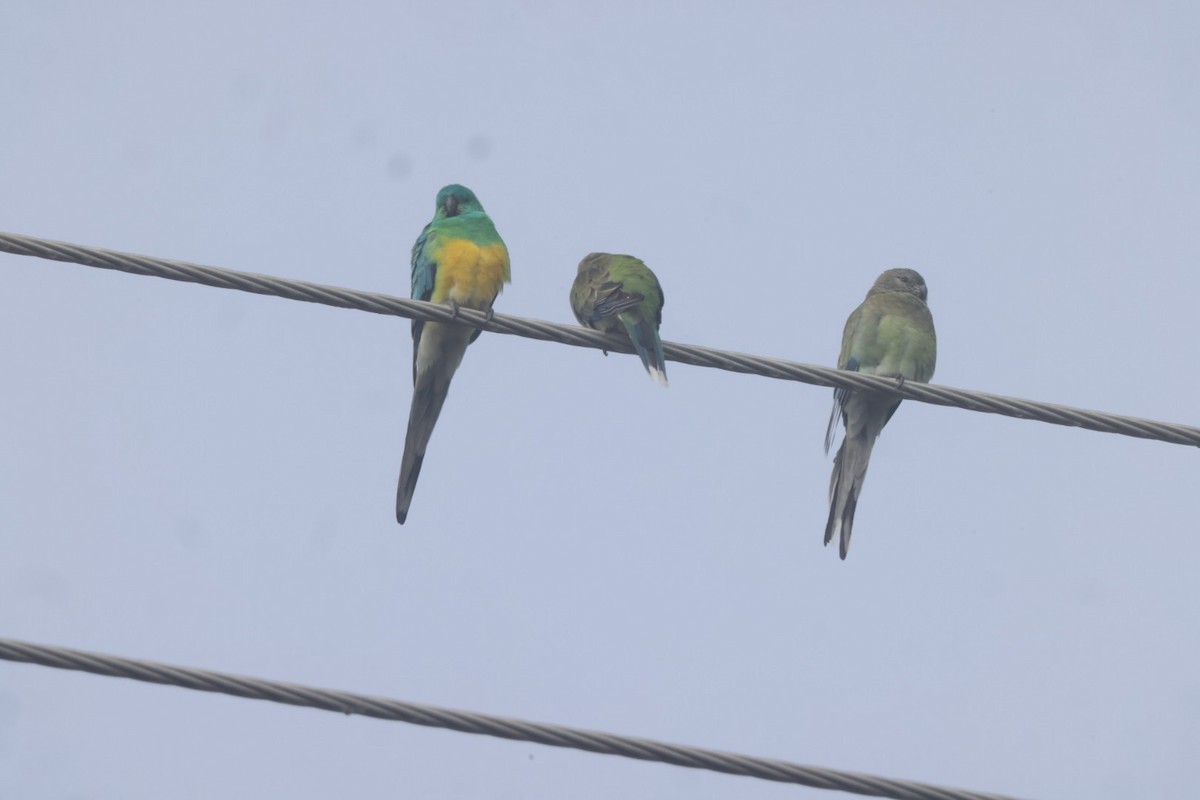 Red-rumped Parrot - ML620482235