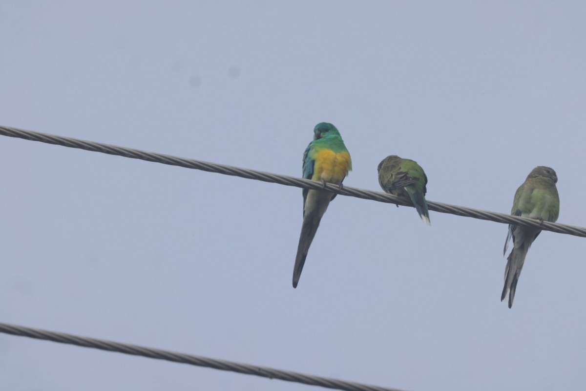 Red-rumped Parrot - ML620482236