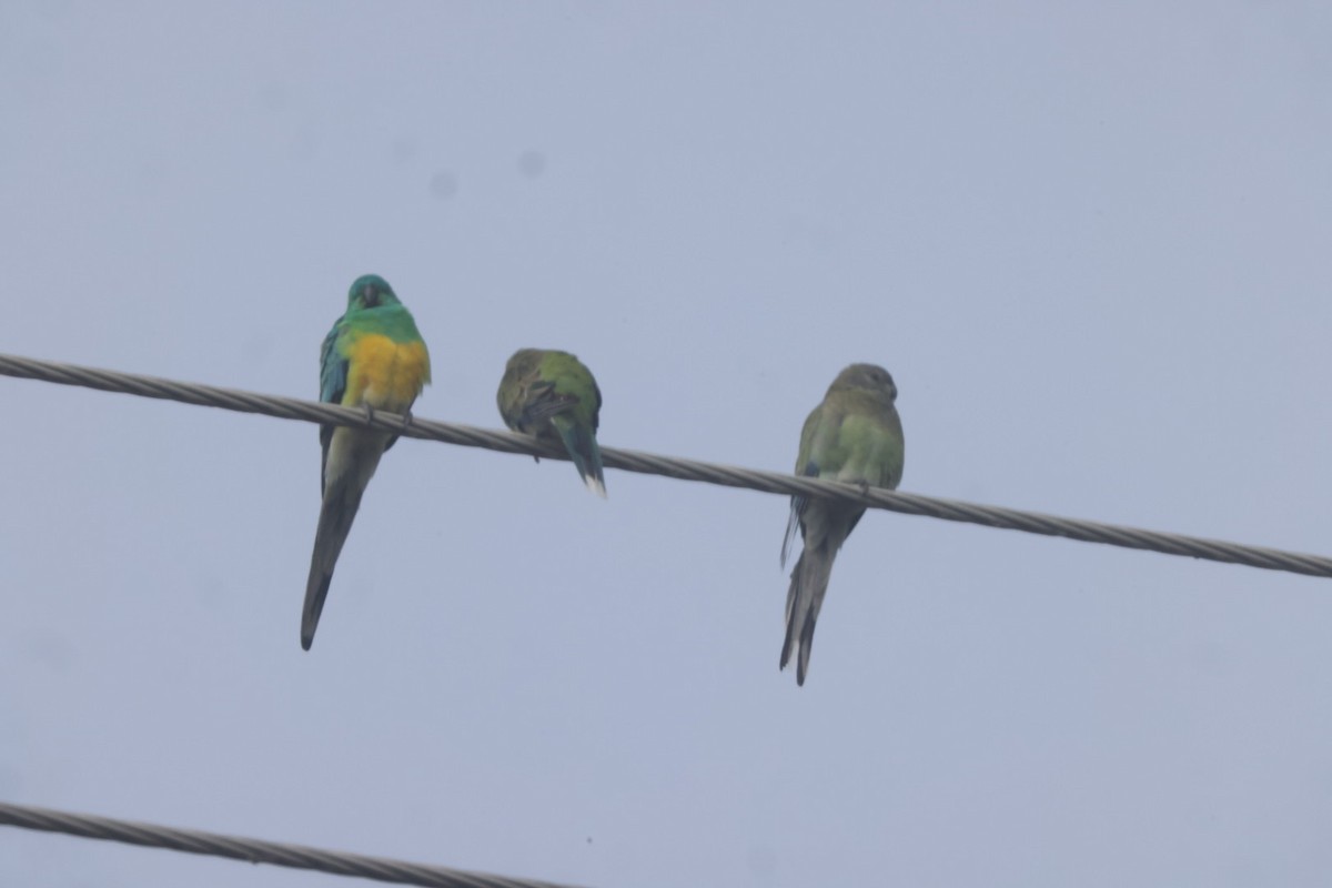 Red-rumped Parrot - ML620482237