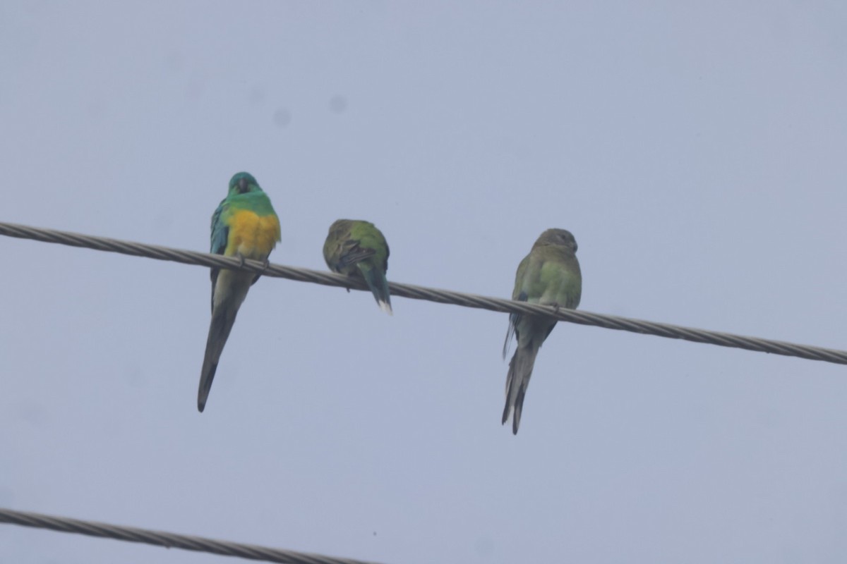 Red-rumped Parrot - ML620482238