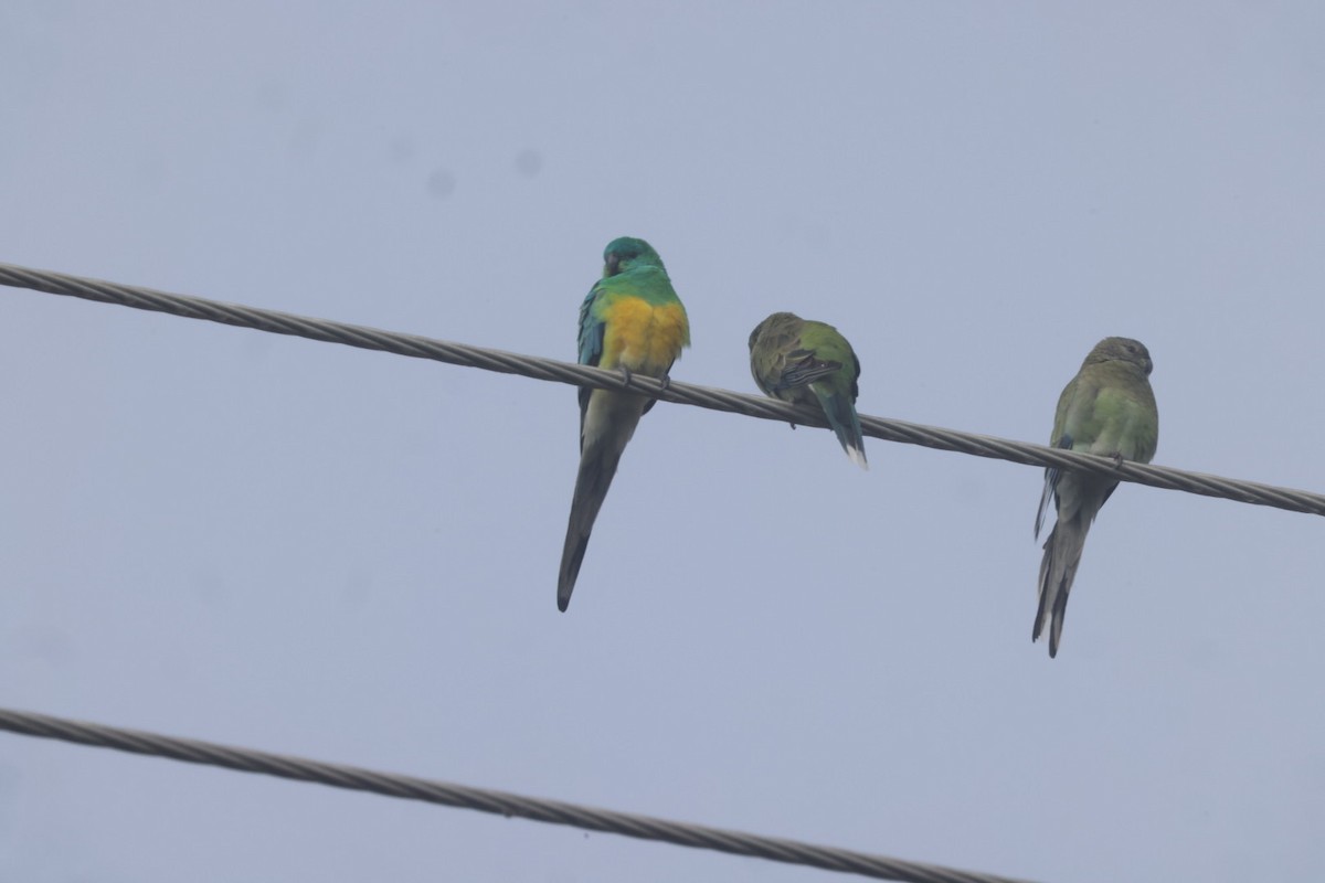 Red-rumped Parrot - ML620482239