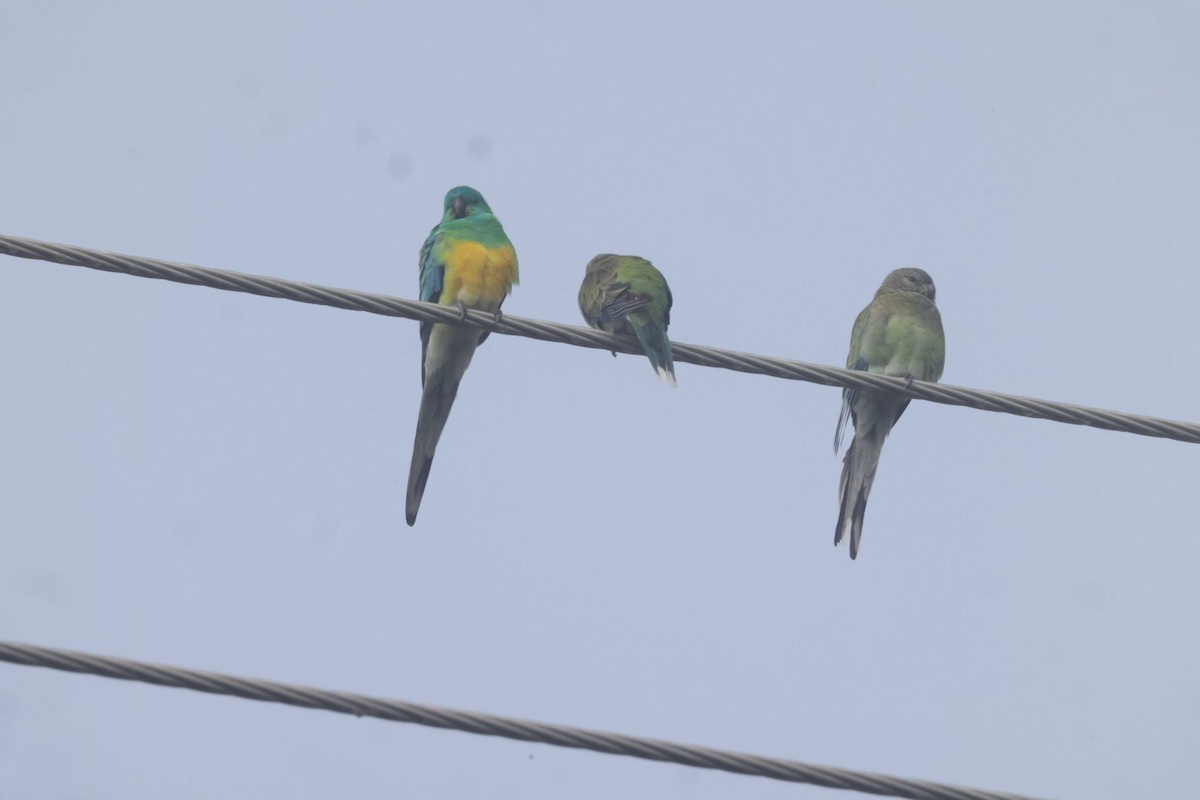 Red-rumped Parrot - ML620482240