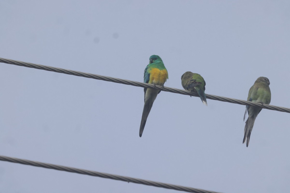 Red-rumped Parrot - ML620482241