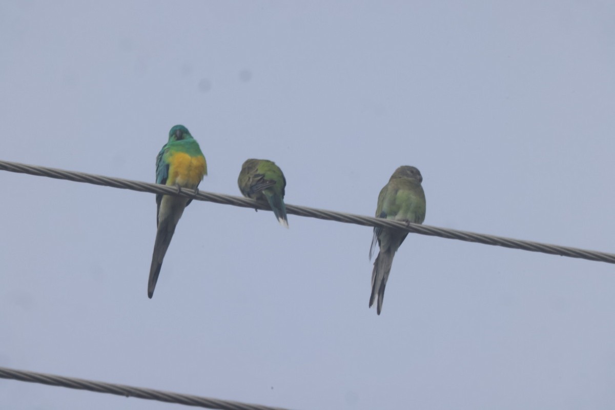 Red-rumped Parrot - ML620482242