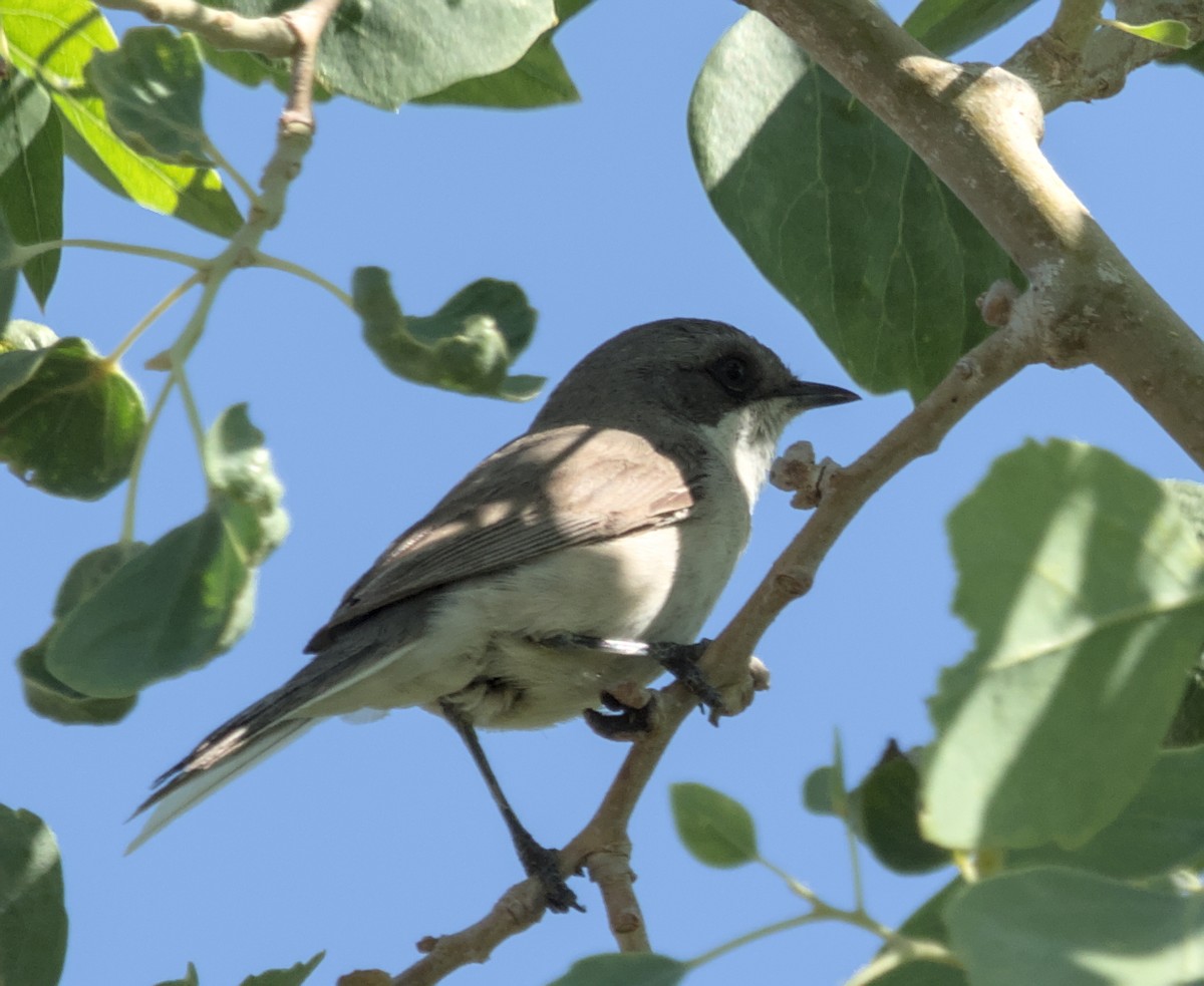 סבכי טוחנים - ML620482245