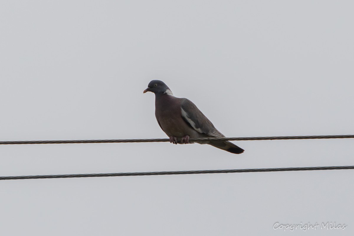 Common Wood-Pigeon - ML620482246