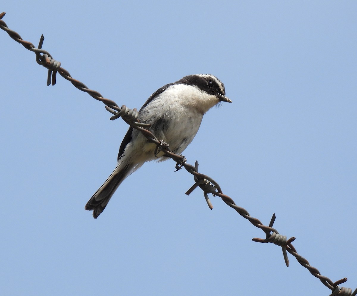 Gray Bushchat - ML620482247