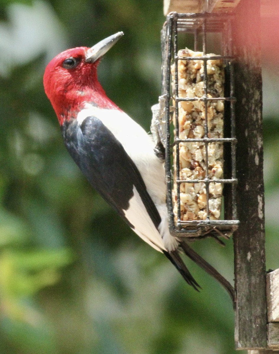 Red-headed Woodpecker - ML620482251