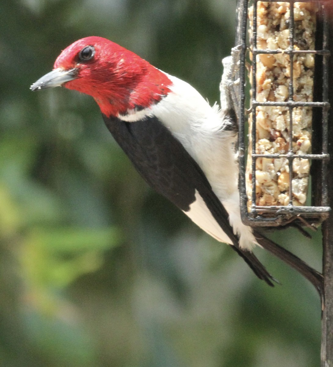 Red-headed Woodpecker - ML620482252