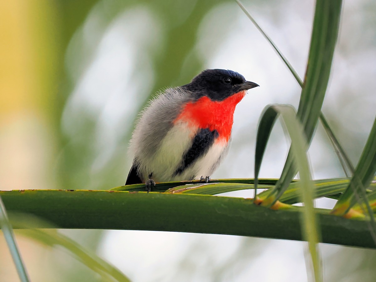 Picaflores Golondrina - ML620482253