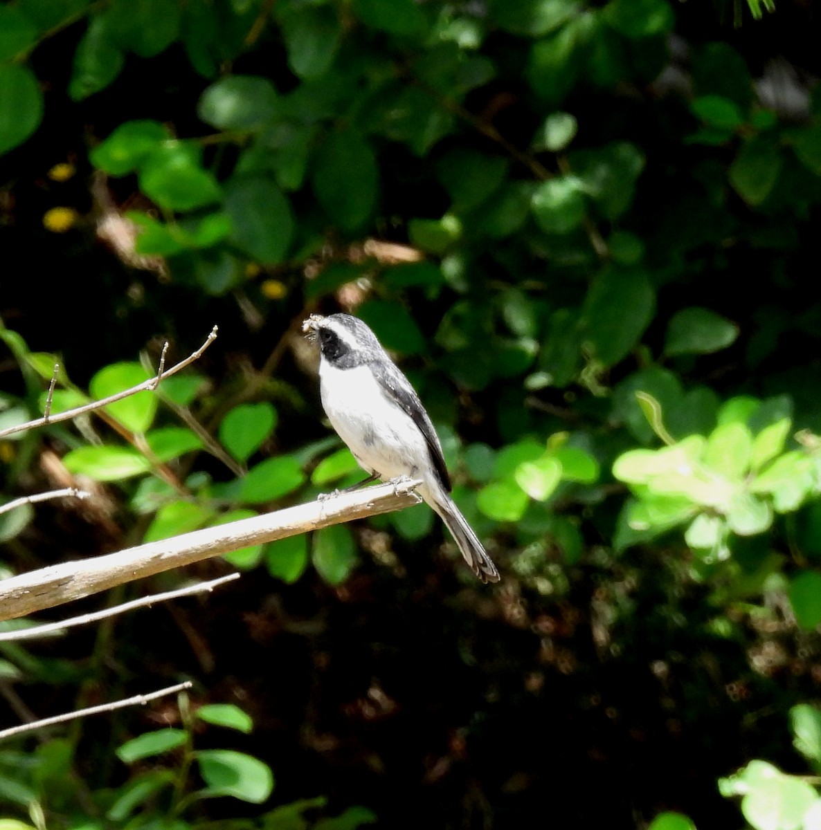 Gray Bushchat - ML620482265