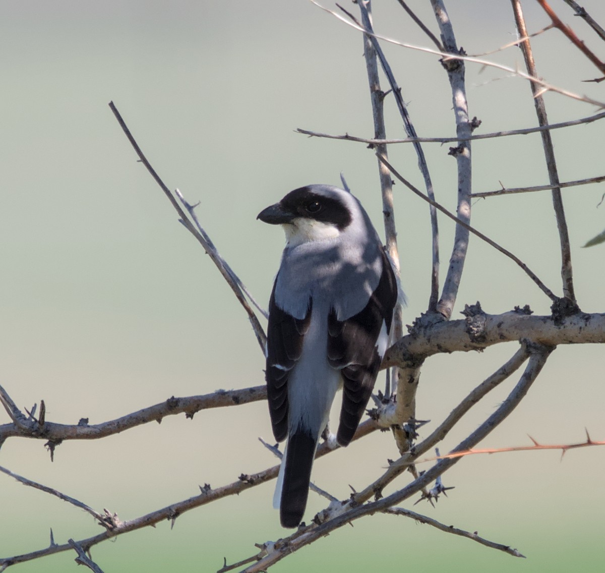 Lesser Gray Shrike - ML620482268