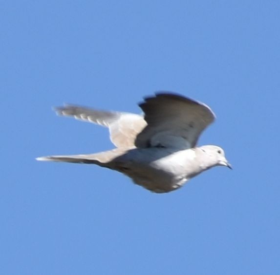 Eurasian Collared-Dove - ML620482269