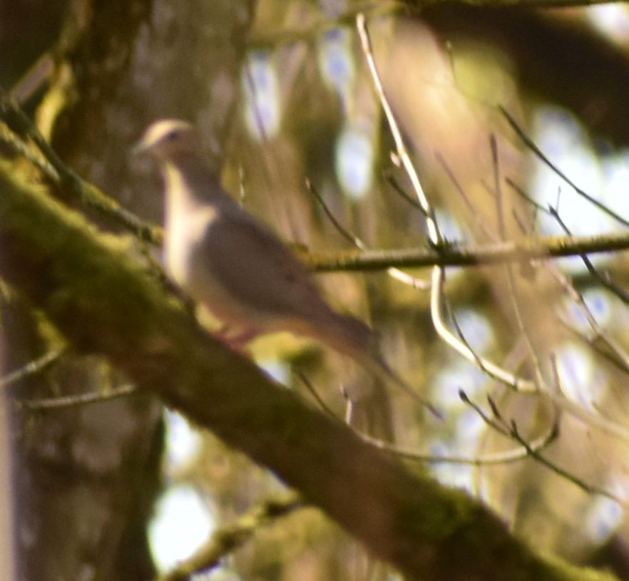 Mourning Dove - ML620482273