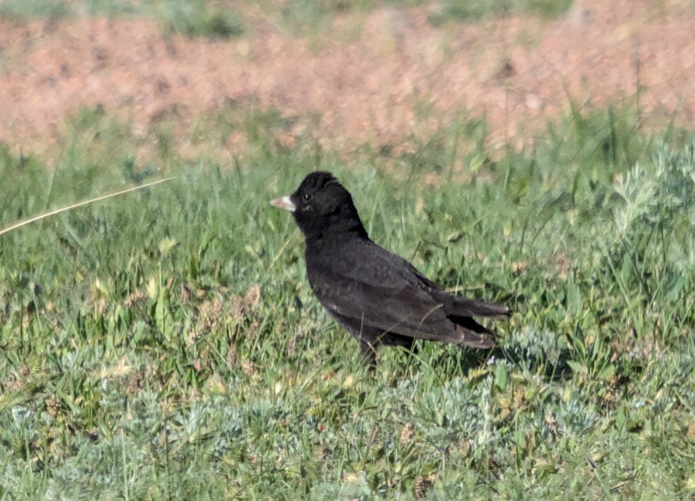 Calandria Negra - ML620482275