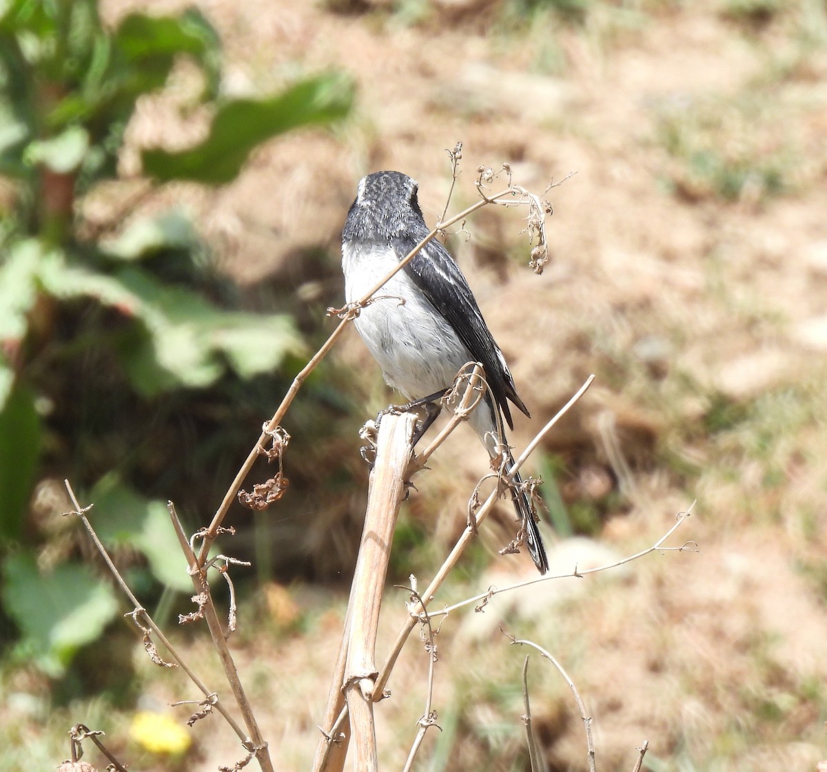 Gray Bushchat - ML620482278