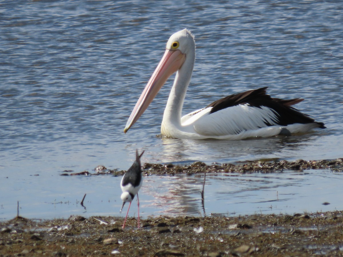 Australian Pelican - ML620482280