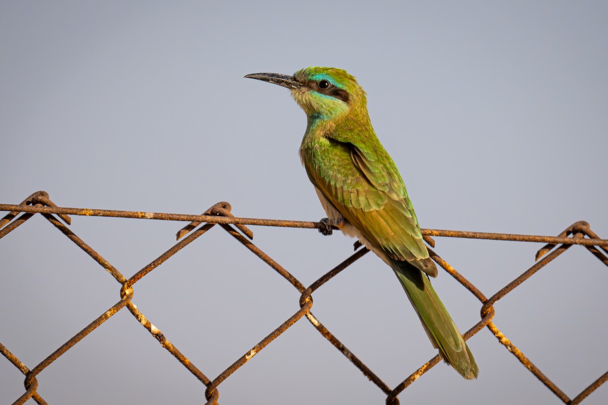 Arabian Green Bee-eater - ML620482282