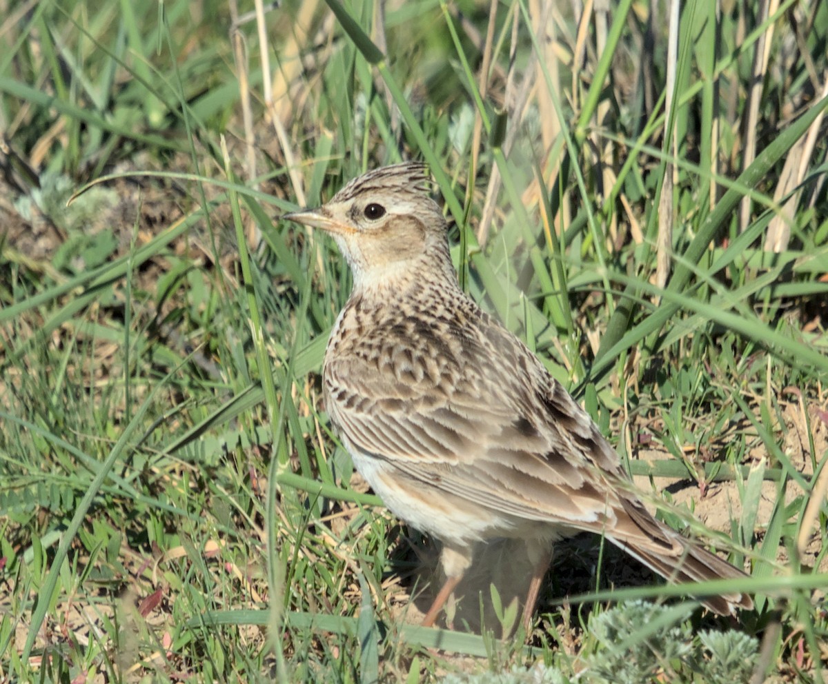 Eurasian Skylark - ML620482287