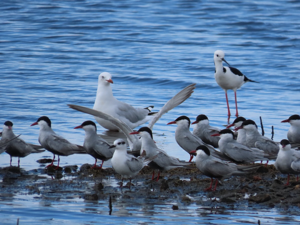 Gaviota Plateada - ML620482290