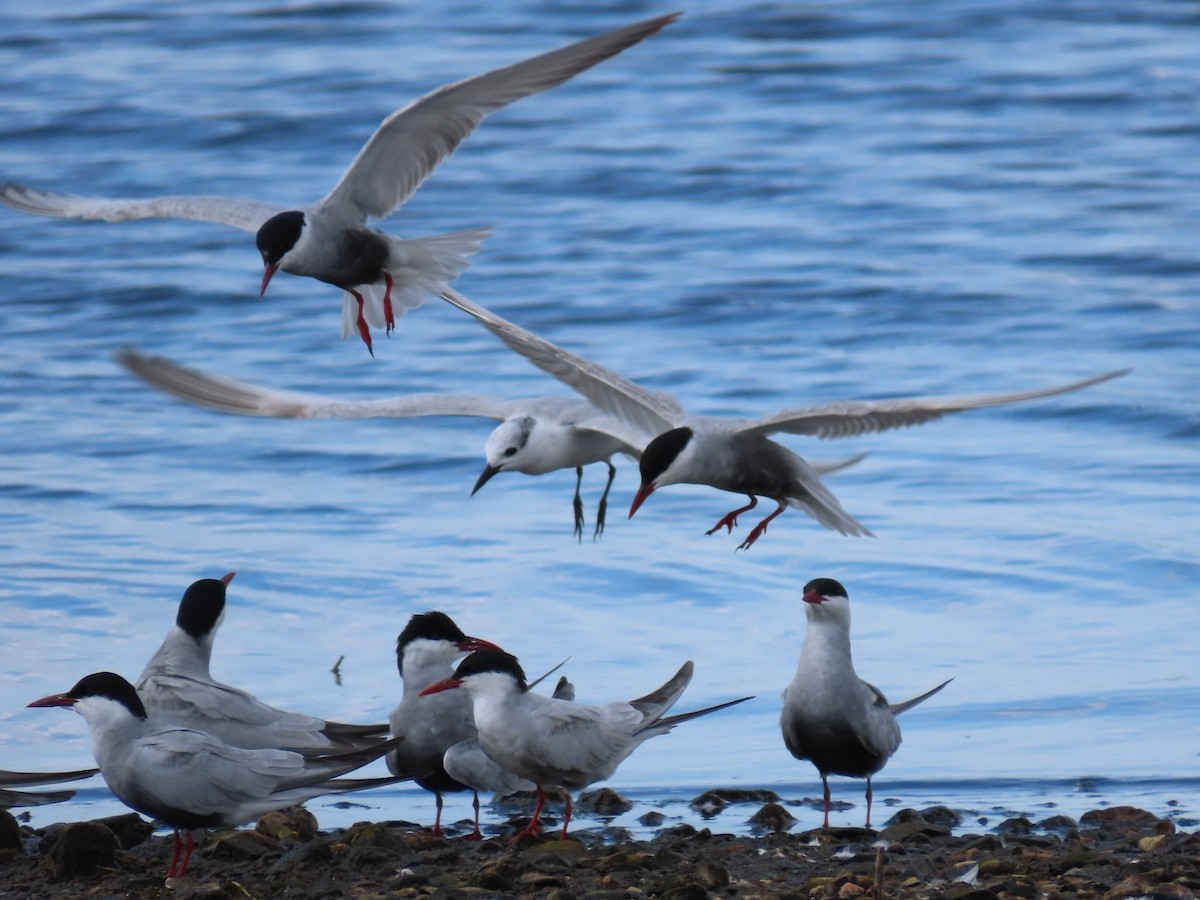 Whiskered Tern - ML620482291