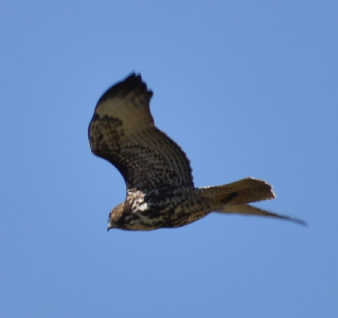 Red-tailed Hawk - ML620482292