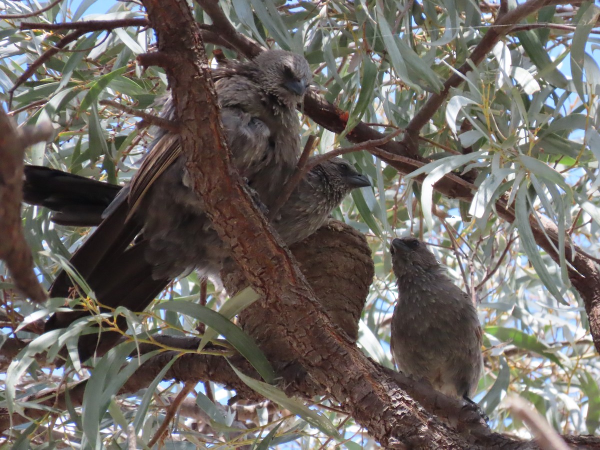 Apostlebird - ML620482295