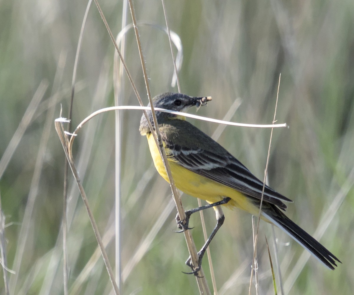 Western Yellow Wagtail - Mingpan Huang