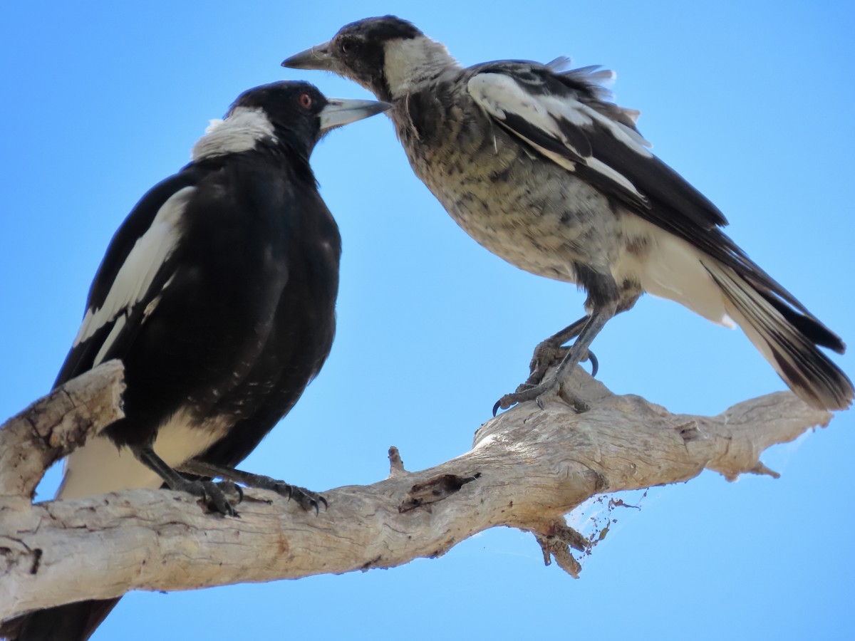 Australian Magpie - ML620482300