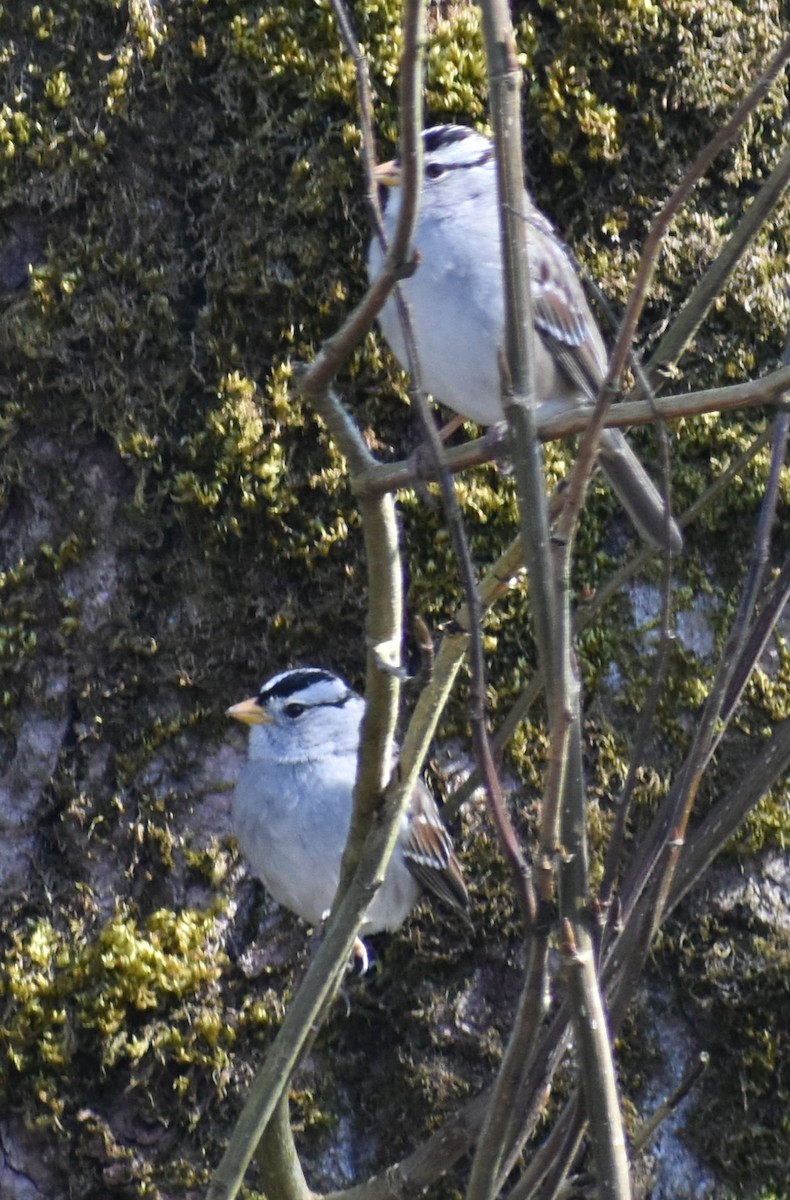White-crowned Sparrow - ML620482303