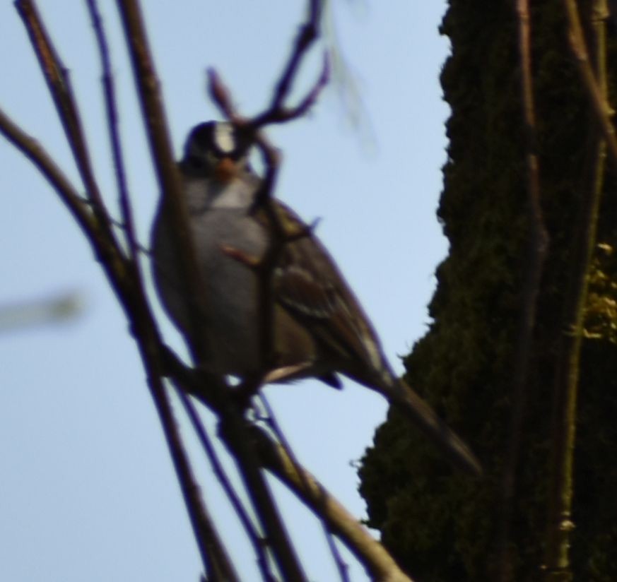 White-crowned Sparrow - ML620482305