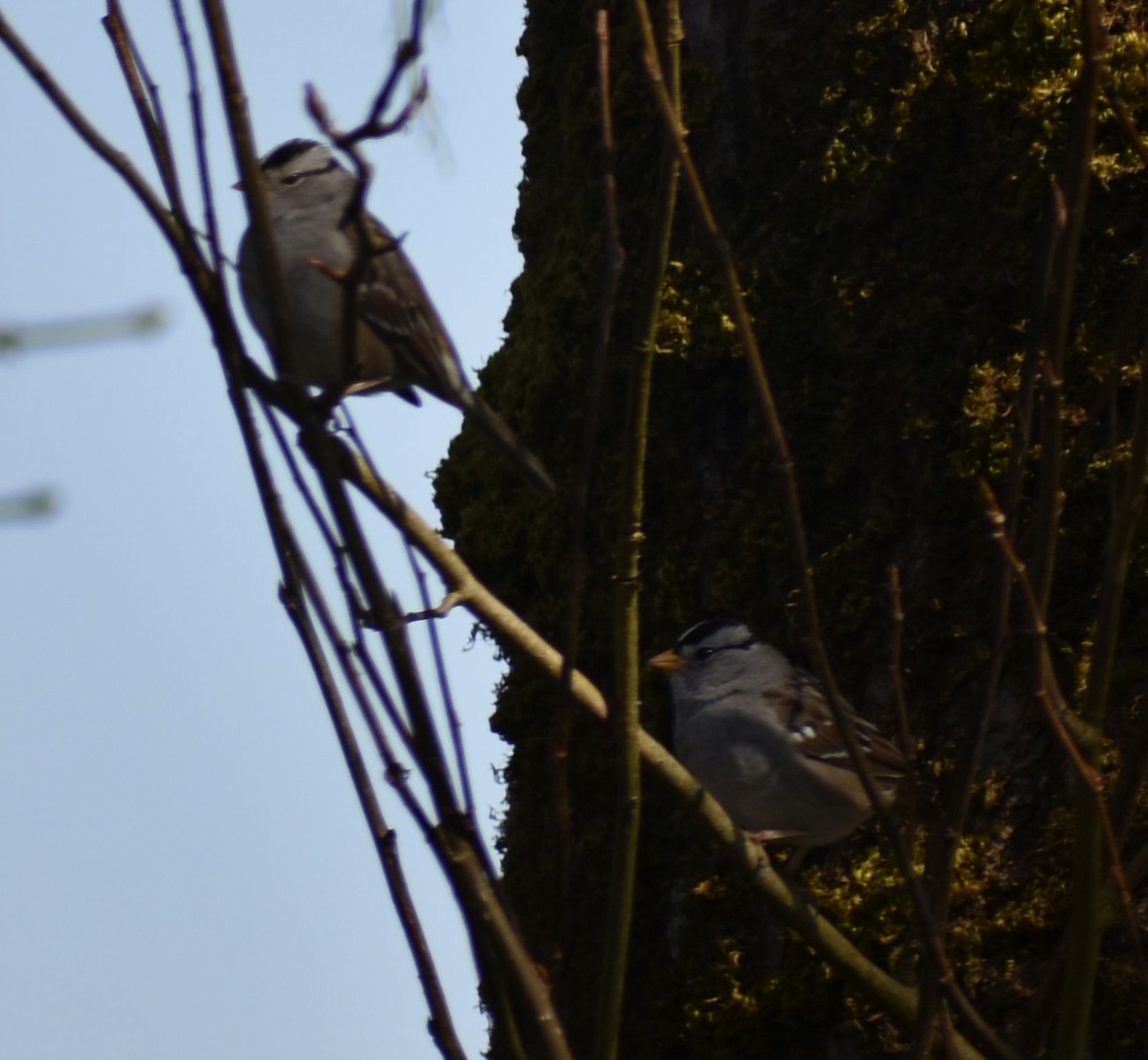 White-crowned Sparrow - ML620482306