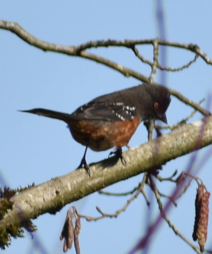 Spotted Towhee - ML620482310