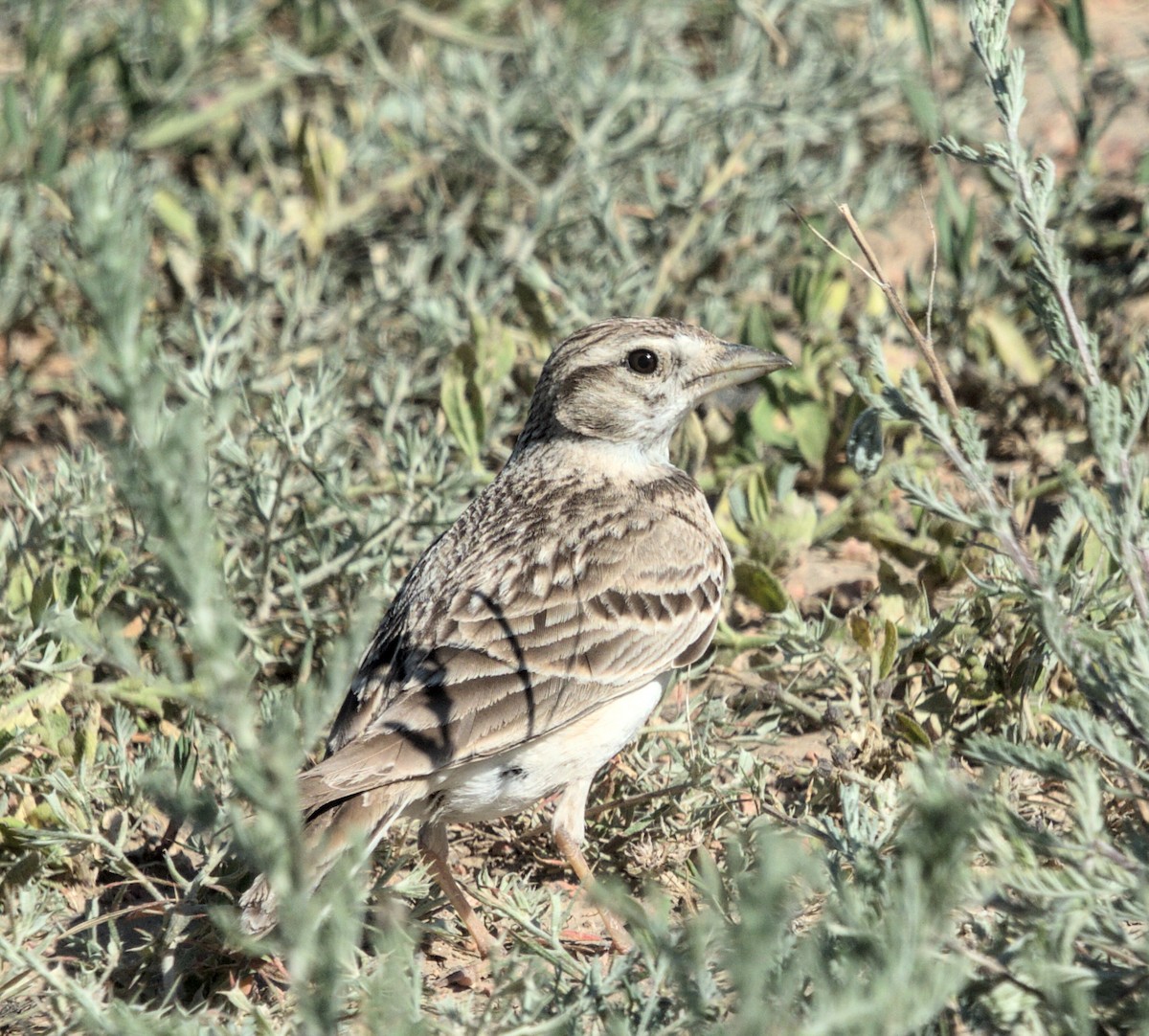 Greater Short-toed Lark - ML620482312