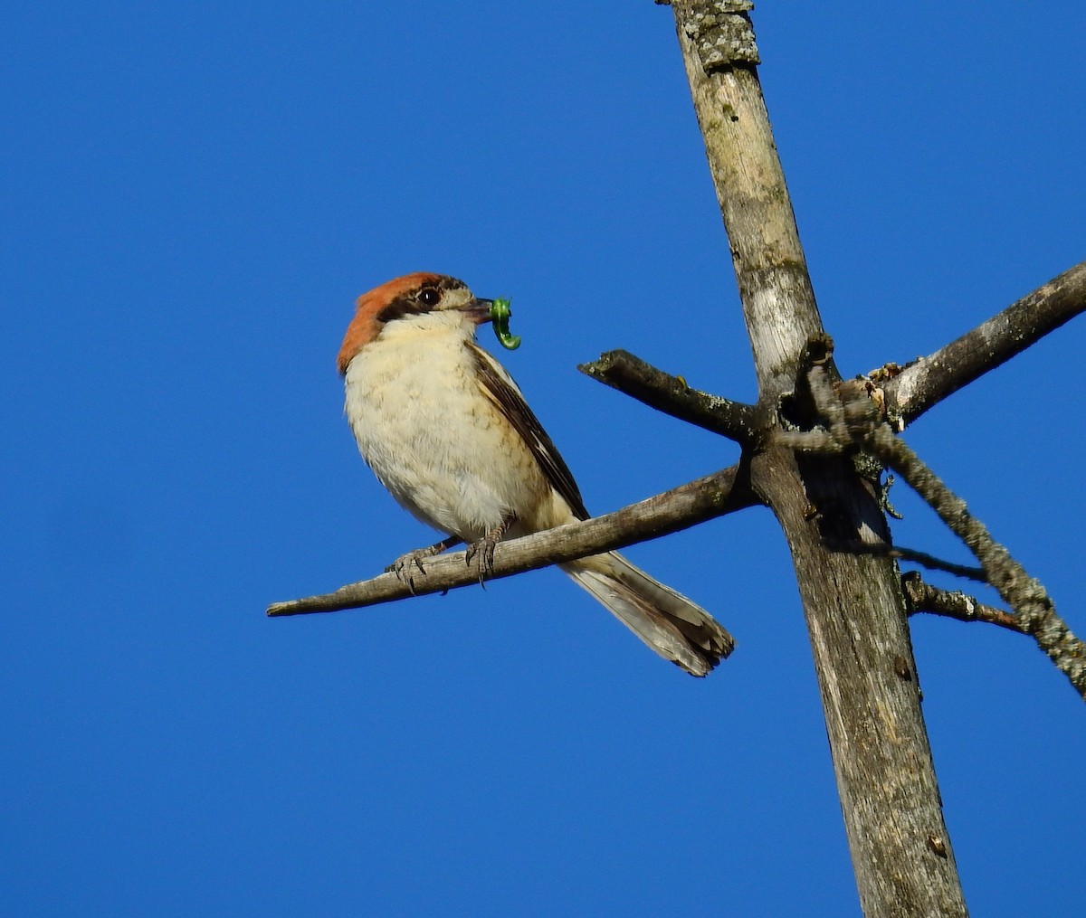 Woodchat Shrike - ML620482313